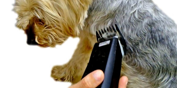 Comment tondre un york shire ?