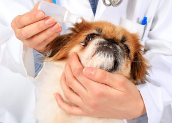 Comment nettoyer les yeux d'un chien Shih Tzu ?