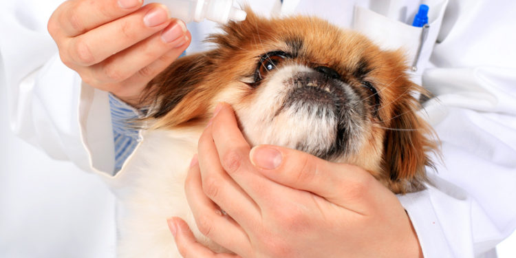 Comment nettoyer les yeux d'un chien Shih Tzu ?