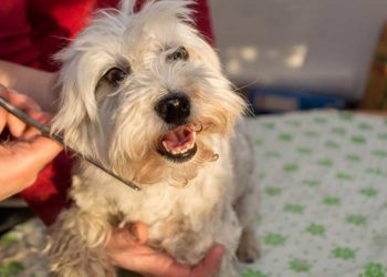 Comment tondre la tête d'un chien ?