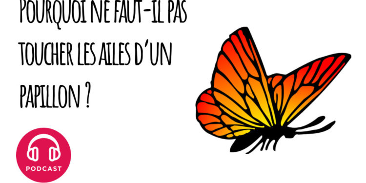 Pourquoi ne Faut-il pas toucher les ailes d'un papillon ?