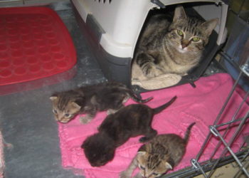 Quand on peut toucher les chatons ?