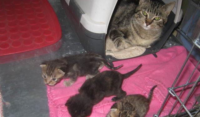 Quand on peut toucher les chatons ?