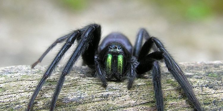 Est-ce que les araignées viennent sur nous la nuit ?