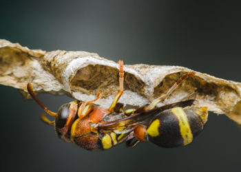 Comment reconnaître un frelon d'une guêpe ?