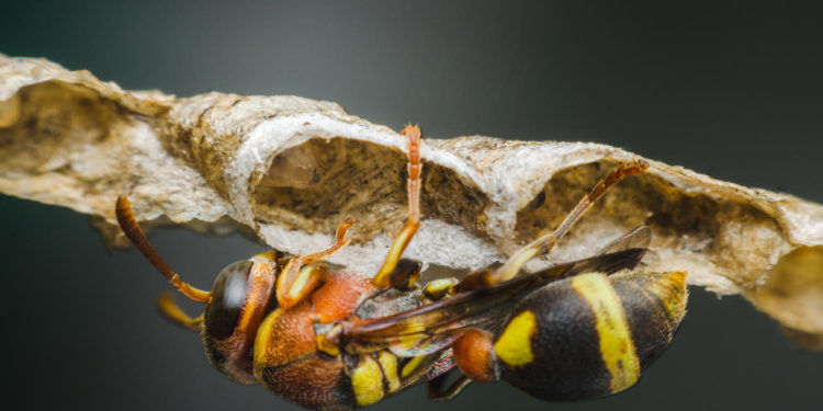 Comment reconnaître un frelon d'une guêpe ?