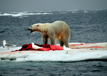 Est-ce que l'ours polaire est solitaire ?