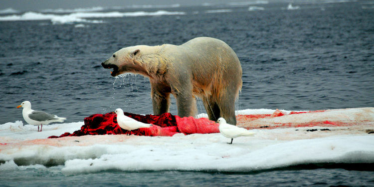 Est-ce que l'ours polaire est solitaire ?