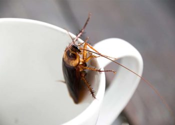 Comment tuer des moucherons dans un appartement ?