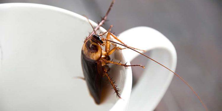 Comment tuer des moucherons dans un appartement ?