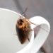 Comment tuer des moucherons dans un appartement ?