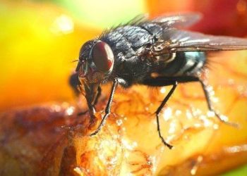 Comment se débarrasser des mouches quand on mange dehors ?