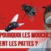 Pourquoi les mouches se posent sur moi ?