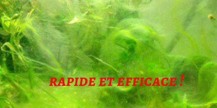 Comment se débarrasser des algues dans un bassin ?
