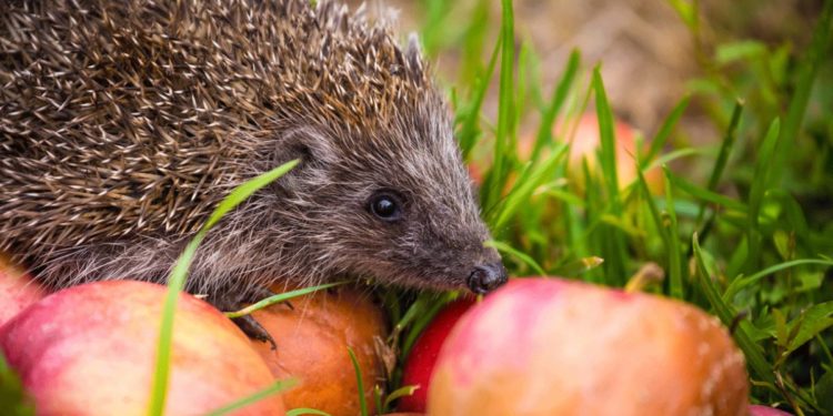 Comment savoir si on a un hérisson dans son jardin ?