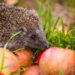 Comment savoir si on a un hérisson dans son jardin ?