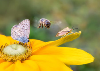 Quels sont les insectes nocturnes ?