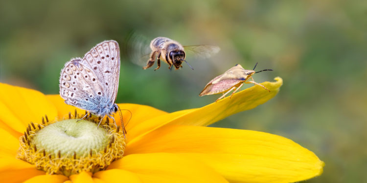Quels sont les insectes nocturnes ?
