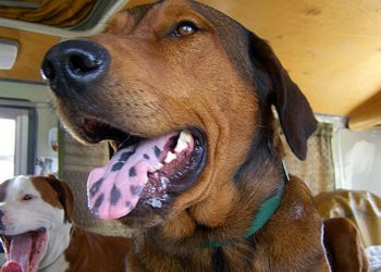 Pourquoi mon chien a des taches noires sur la langue ?