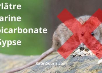 Comment se débarrasser des souris avec du bicarbonate de soude ?