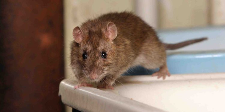 Comment viennent les souris dans une maison ?