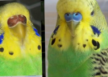 Comment savoir si une mouche est mâle ou femelle ?