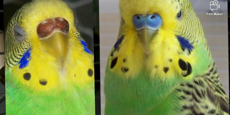 Comment savoir si une mouche est mâle ou femelle ?