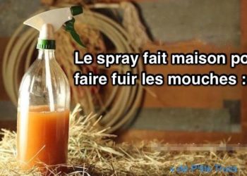 Pourquoi j'ai plein de mouches dans ma maison ?