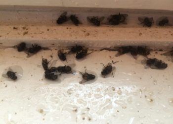 Comment trouver un nid de mouches dans la maison ?