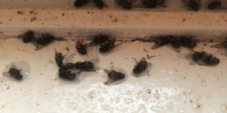 Comment trouver un nid de mouches dans la maison ?