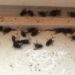 Comment trouver un nid de mouches dans la maison ?