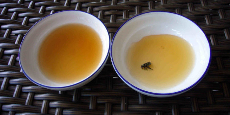 Comment chasser les mouches avec du vinaigre ?