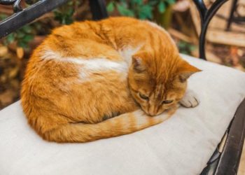 Pourquoi certaines personnes n'aiment pas qu'on les touche ?