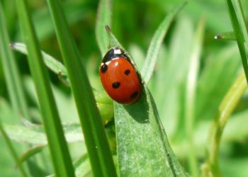 Est-ce que les coccinelles peuvent piquer ?
