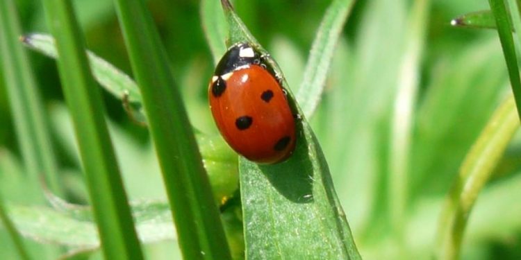 Est-ce que les coccinelles peuvent piquer ?