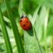 Est-ce que les coccinelles peuvent piquer ?