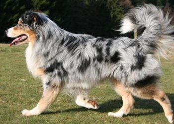 Est-ce que les Berger Australien on une queue ?