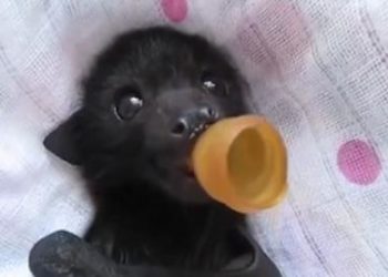 Comment s'appelle le bébé de la Chauve-souris ?