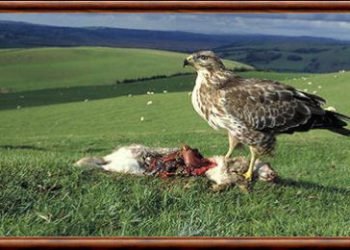 Quel est le prédateur de la buse ?