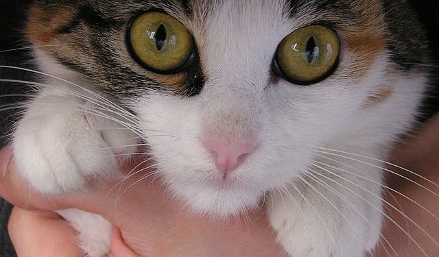Pourquoi la plupart des chats ont les yeux verts ?