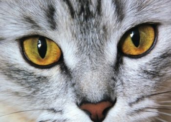 Pourquoi mon chat a les yeux jaune ?