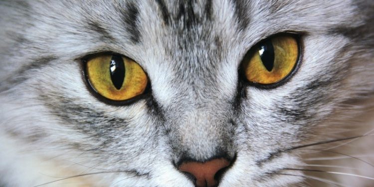 Pourquoi mon chat a les yeux jaune ?