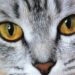 Pourquoi mon chat a les yeux jaune ?