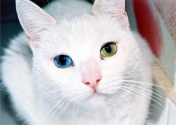 Quelle couleur les yeux des chats ?