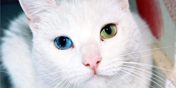 Quelle couleur les yeux des chats ?