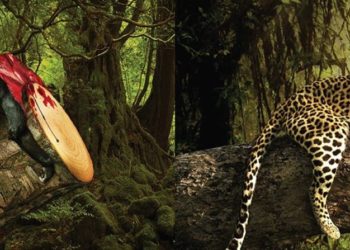 Pourquoi les animaux disparaissent en Amazonie ?