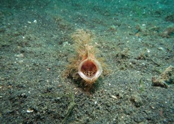 Quelle est au fond de la fosse des Mariannes la pression p2 ?