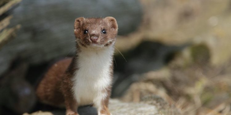 Comment se débarrasser d'une fouine dans un poulailler ?
