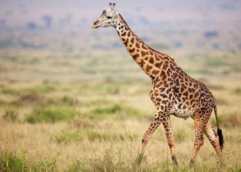 Pourquoi les girafes Lechent les arbres ?