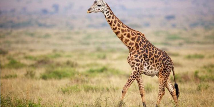 Pourquoi les girafes Lechent les arbres ?